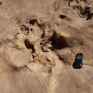 Haut Mgoun Empreinte De Dinosaure