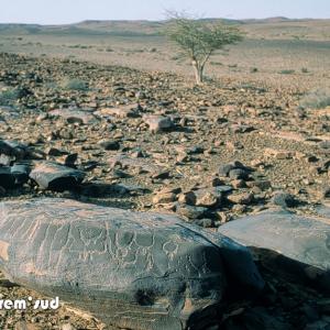 Gravures Rupestres De L Oued Zelouan