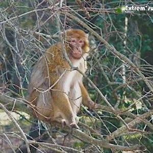 Maroc A1 Magot Photo Genevieve Roques