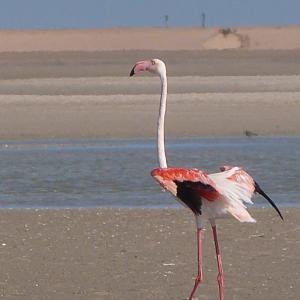 Flamant Rose