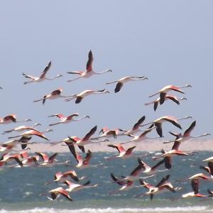 Flamants Roses 1