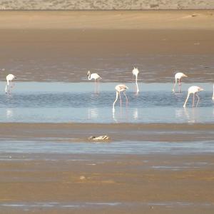 Flamants Roses 3