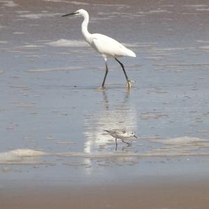 Aigrette 1