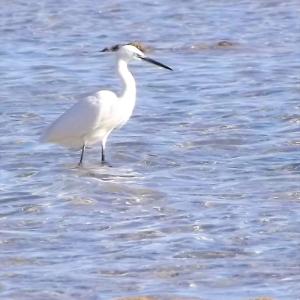 Aigrette