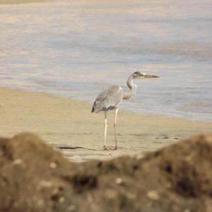 Heron Cendre