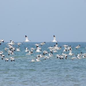 Vol Davocettes Elegantes