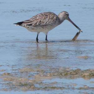 Barge Rousse Pechant Un Couteau