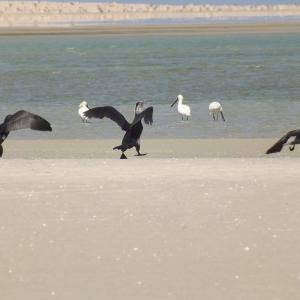Cormorans 1