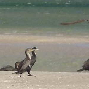 Cormorans 2