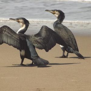 Cormorans