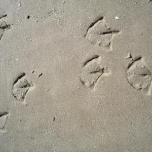 Empreintes De Sternes