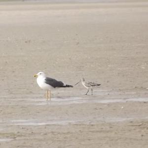 Gravelot Et Becasseau Sanderling
