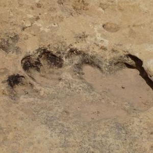 Empreinte Dinosaure