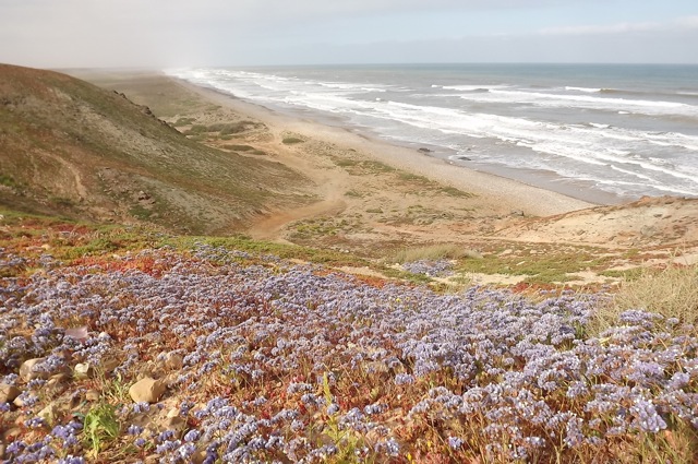 Mars 2015, près de la Plage Blanche, profusion de fleurs